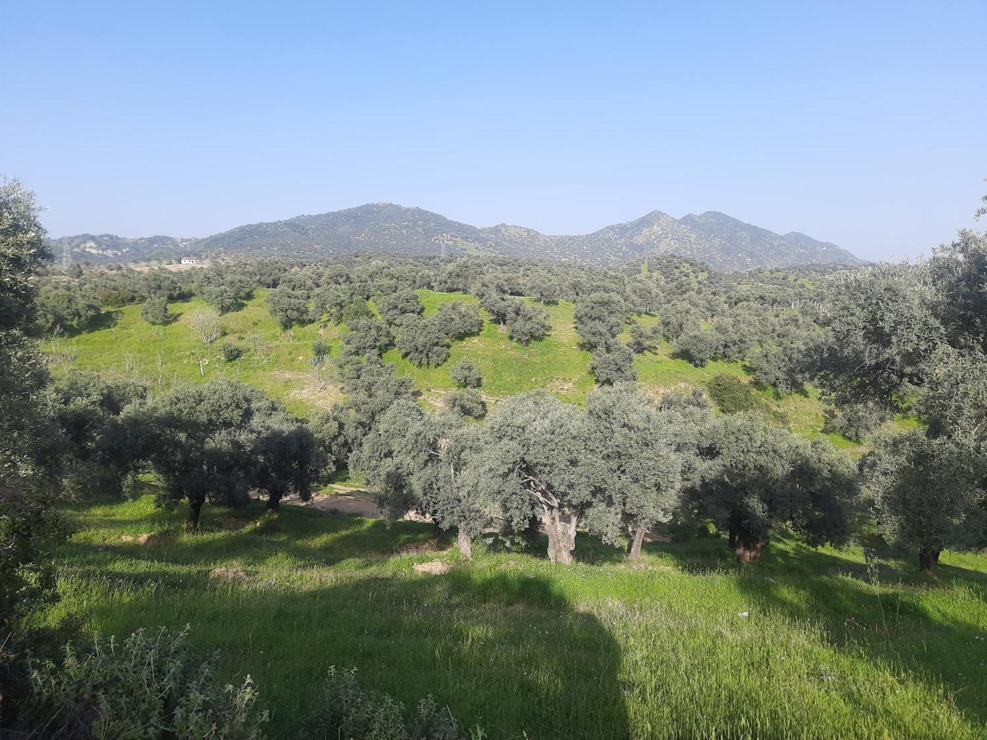 Ionia * Aydin